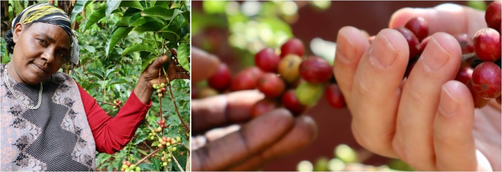 Etiopska kava Zero Waste