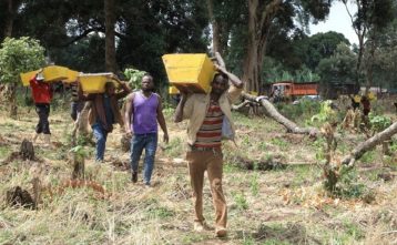 Rozvíjame včelárstvo v Etiópii